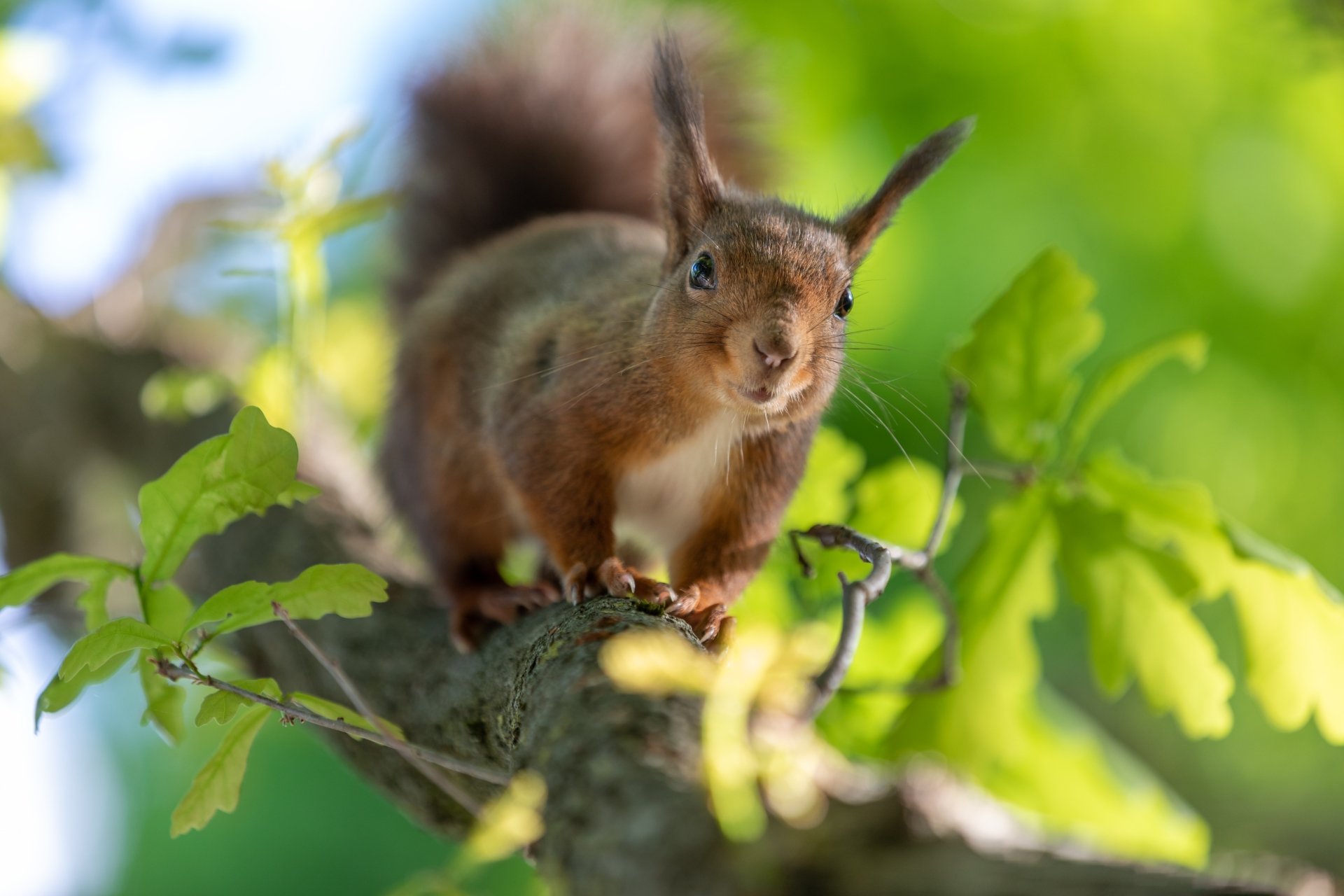 Download Rodent Animal Squirrel 4k Ultra HD Wallpaper