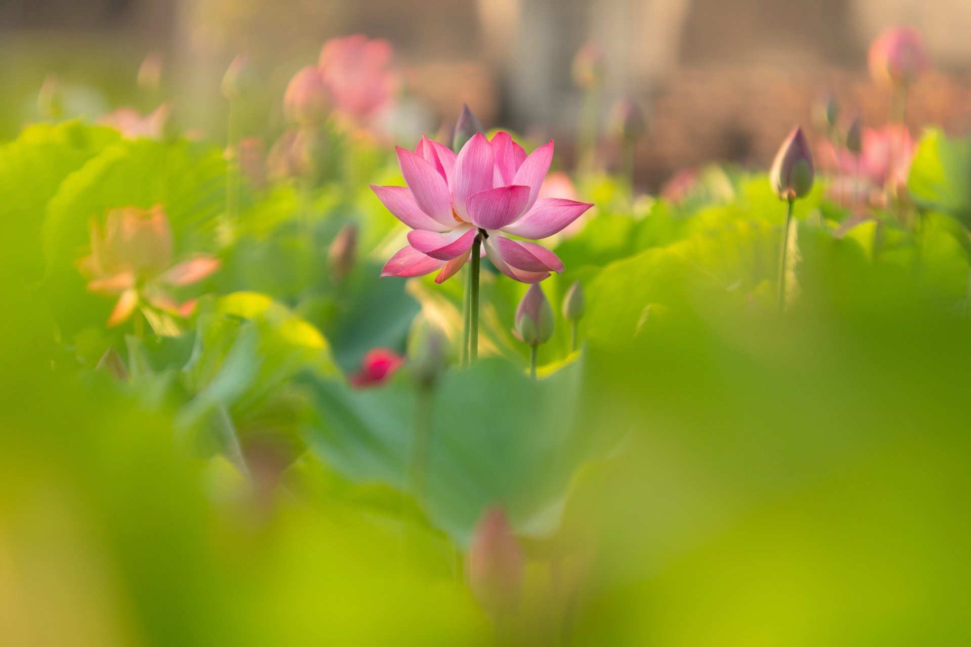 Download Pink Flower Flower Nature Lotus 4k Ultra Hd Wallpaper