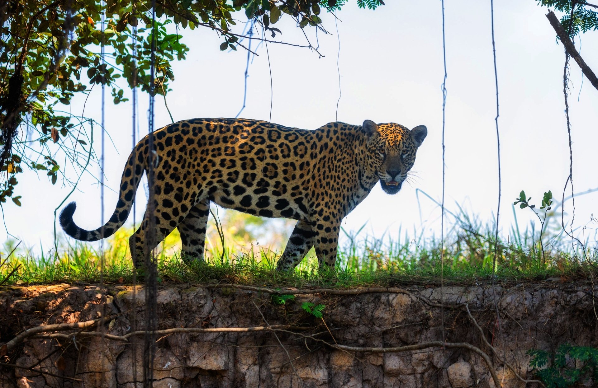 Download Animal Jaguar HD Wallpaper