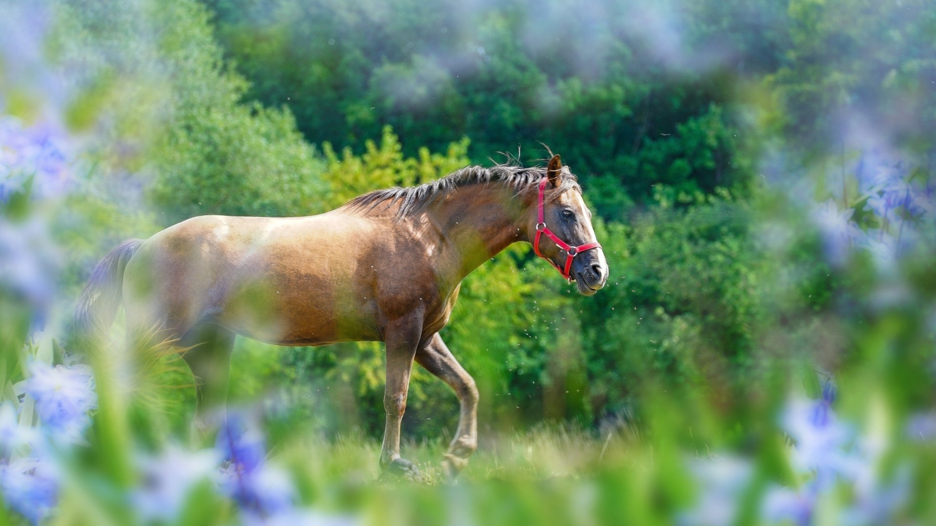Horse 4k Ultra HD Wallpaper | Background Image | 3840x2160