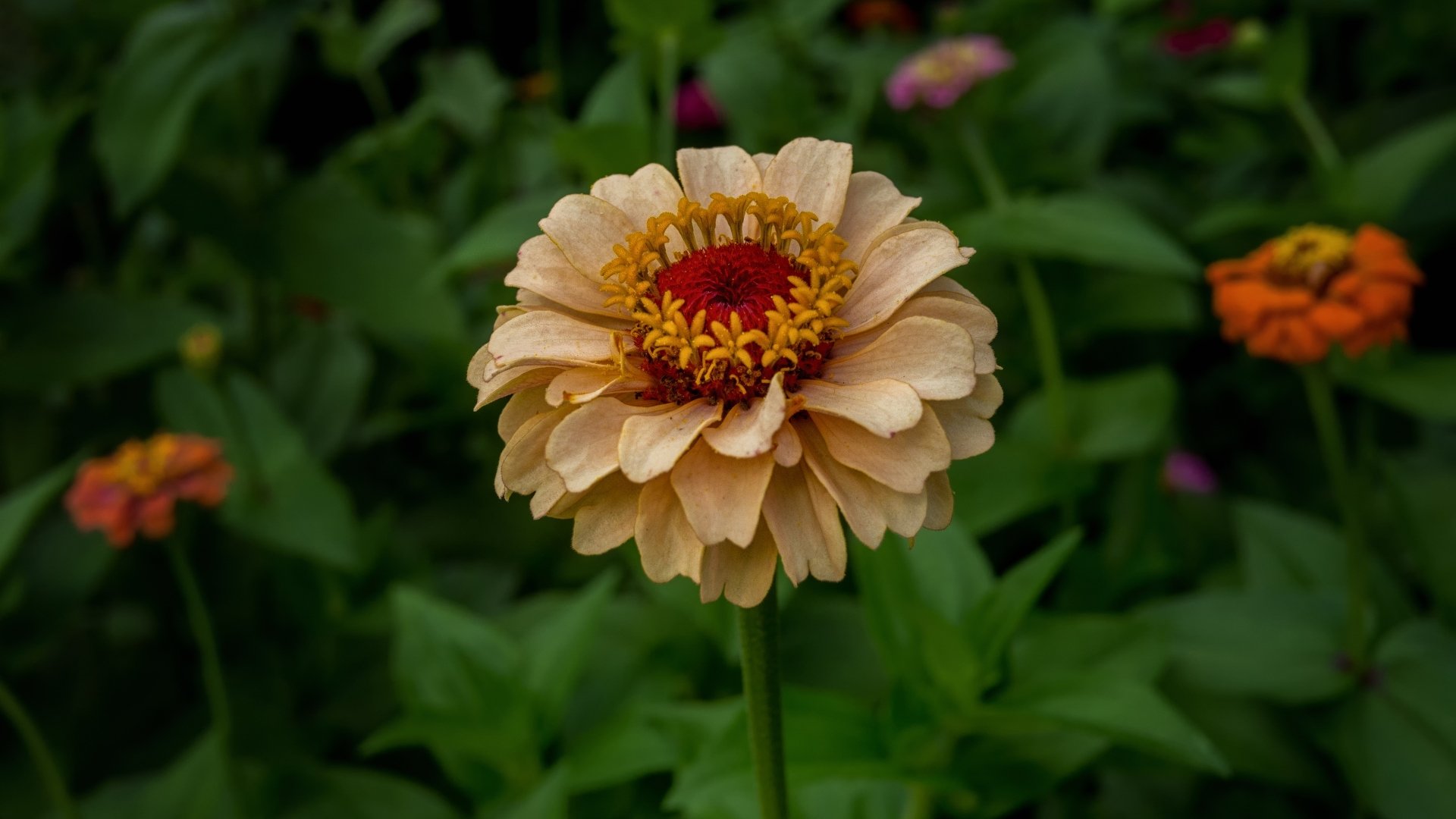 Download Zinnia Nature Flower 4k Ultra HD Wallpaper