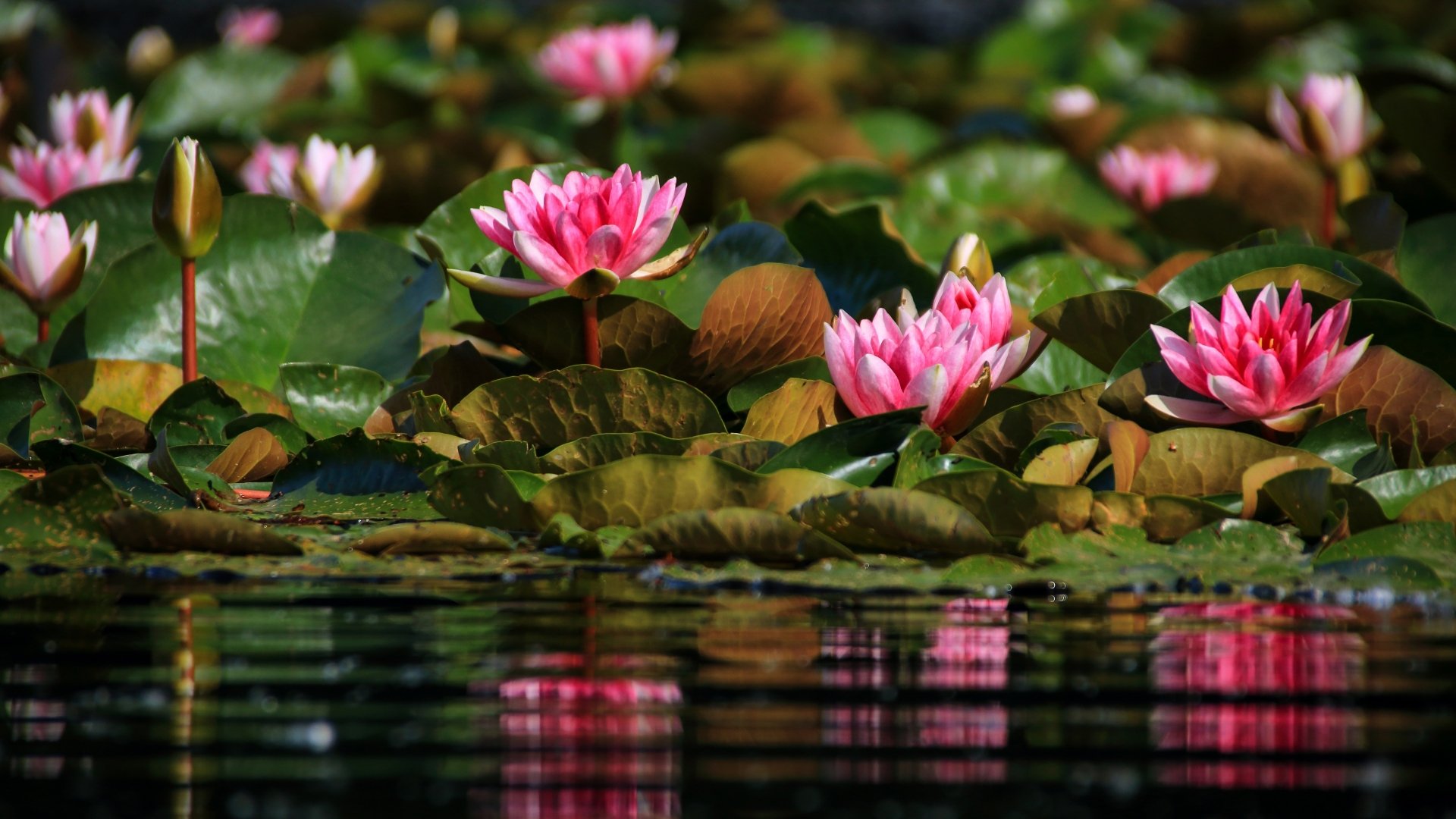 Vibrant nature scene of pink water lilies and glossy green pads floating on a reflective pond — 4K Ultra HD PC desktop wallpaper and background.