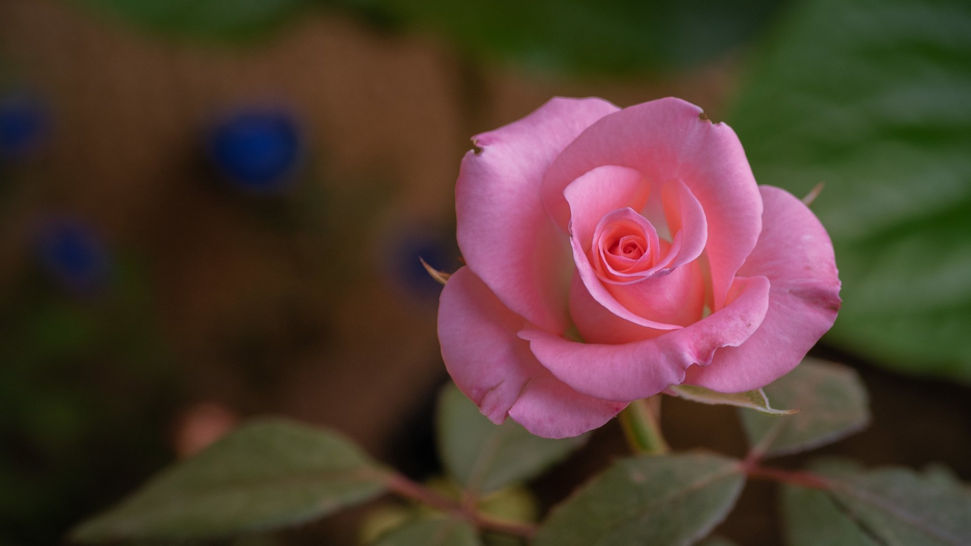A close-up of a delicate pink rose amidst green leaves, captured in 4K Ultra HD as a nature-themed PC desktop wallpaper background.