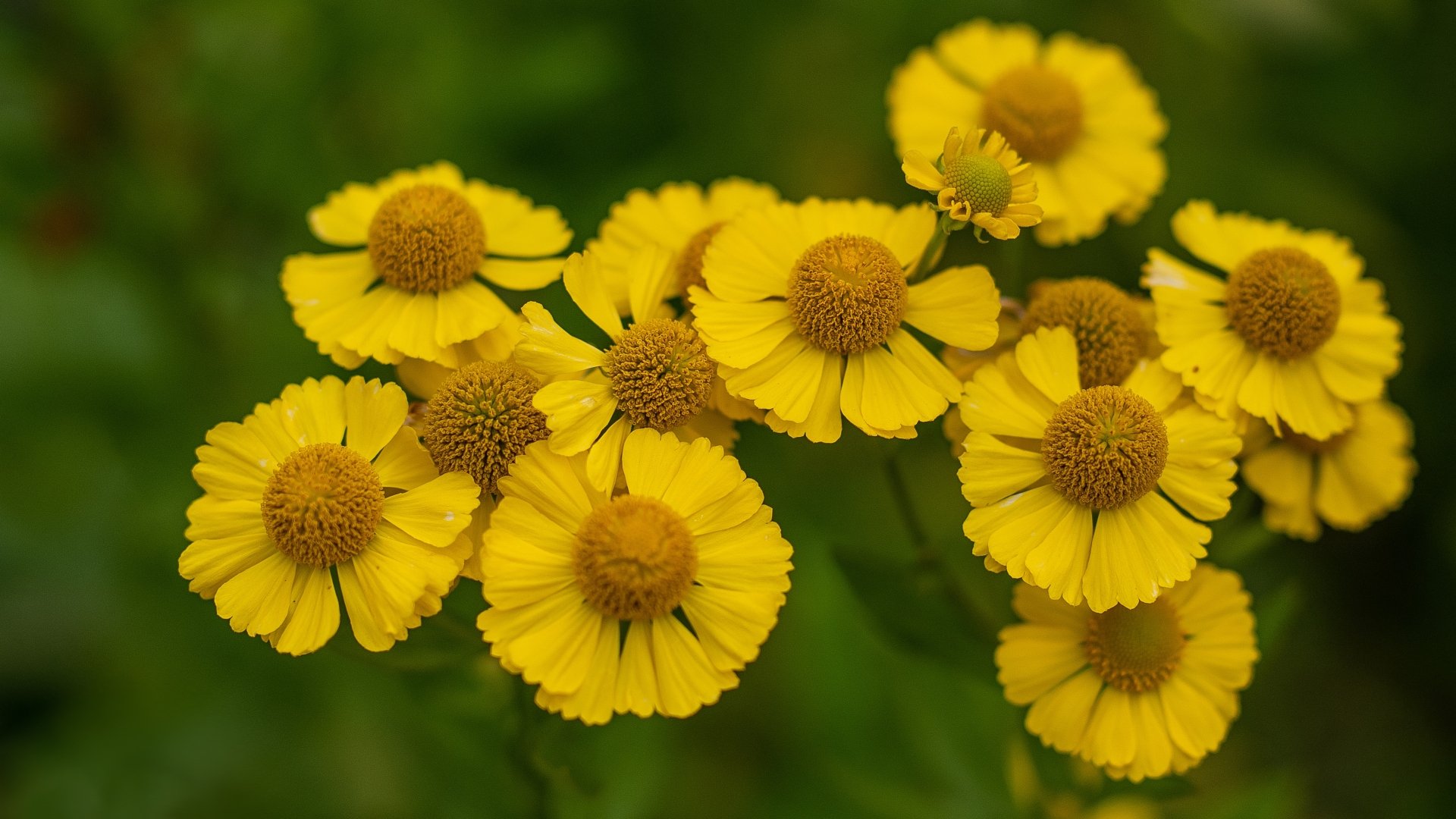 Close-up of clustered yellow wildflowers against soft green bokeh, a nature flower 4K Ultra HD PC Desktop Wallpaper and Background.