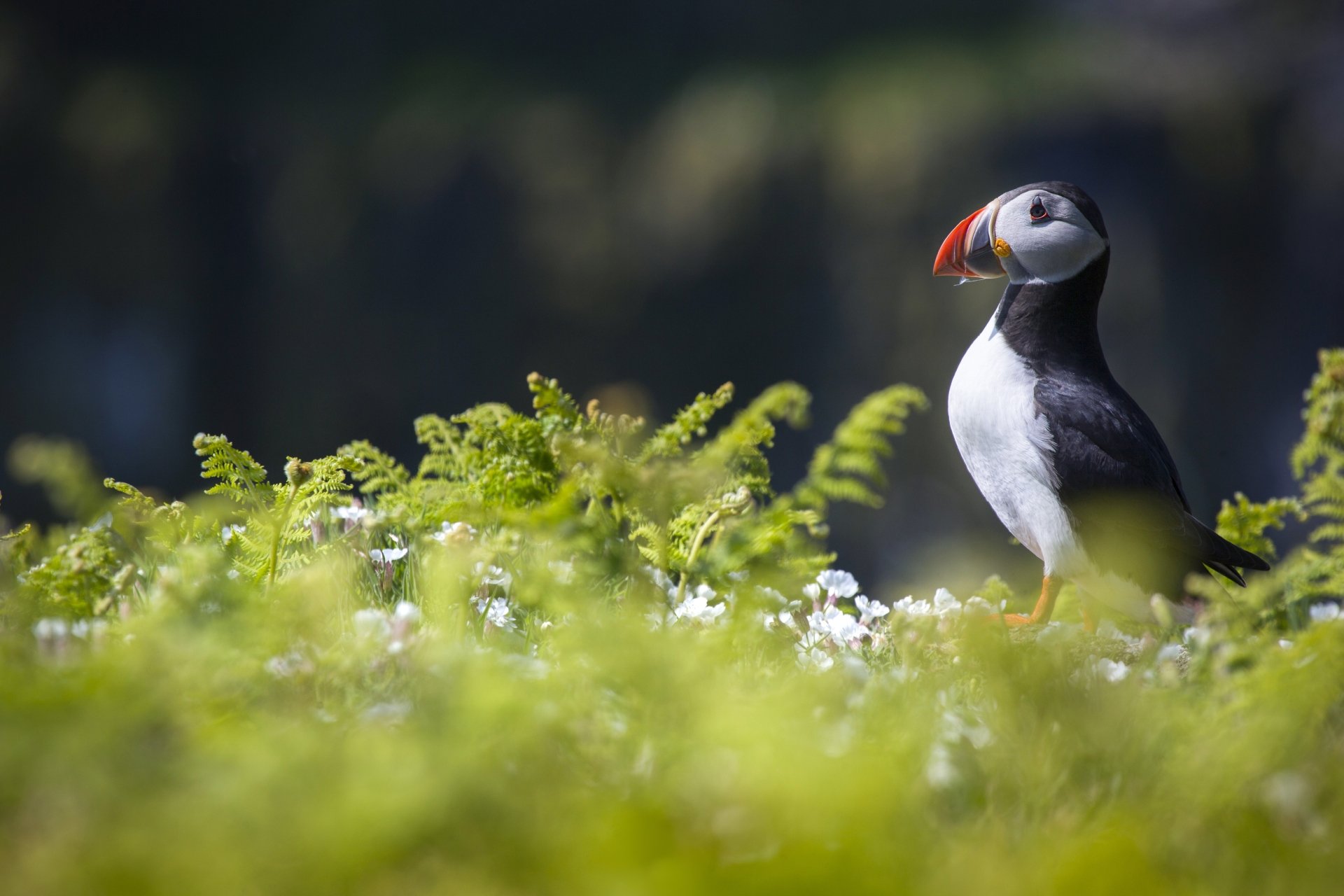 Download Animal Puffin 4k Ultra HD Wallpaper