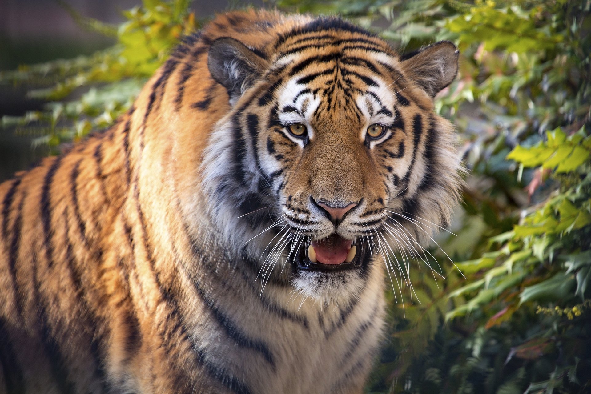 Download Animal Tiger HD Wallpaper