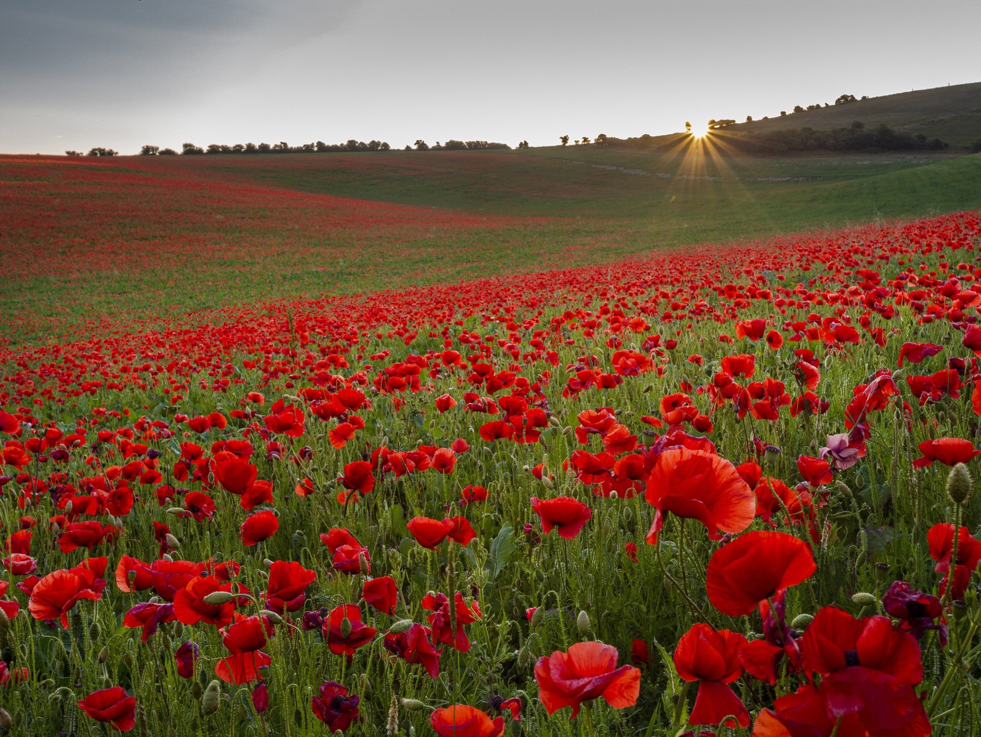 Download Sunrise Field Red Flower Flower Nature Poppy 4k Ultra HD Wallpaper