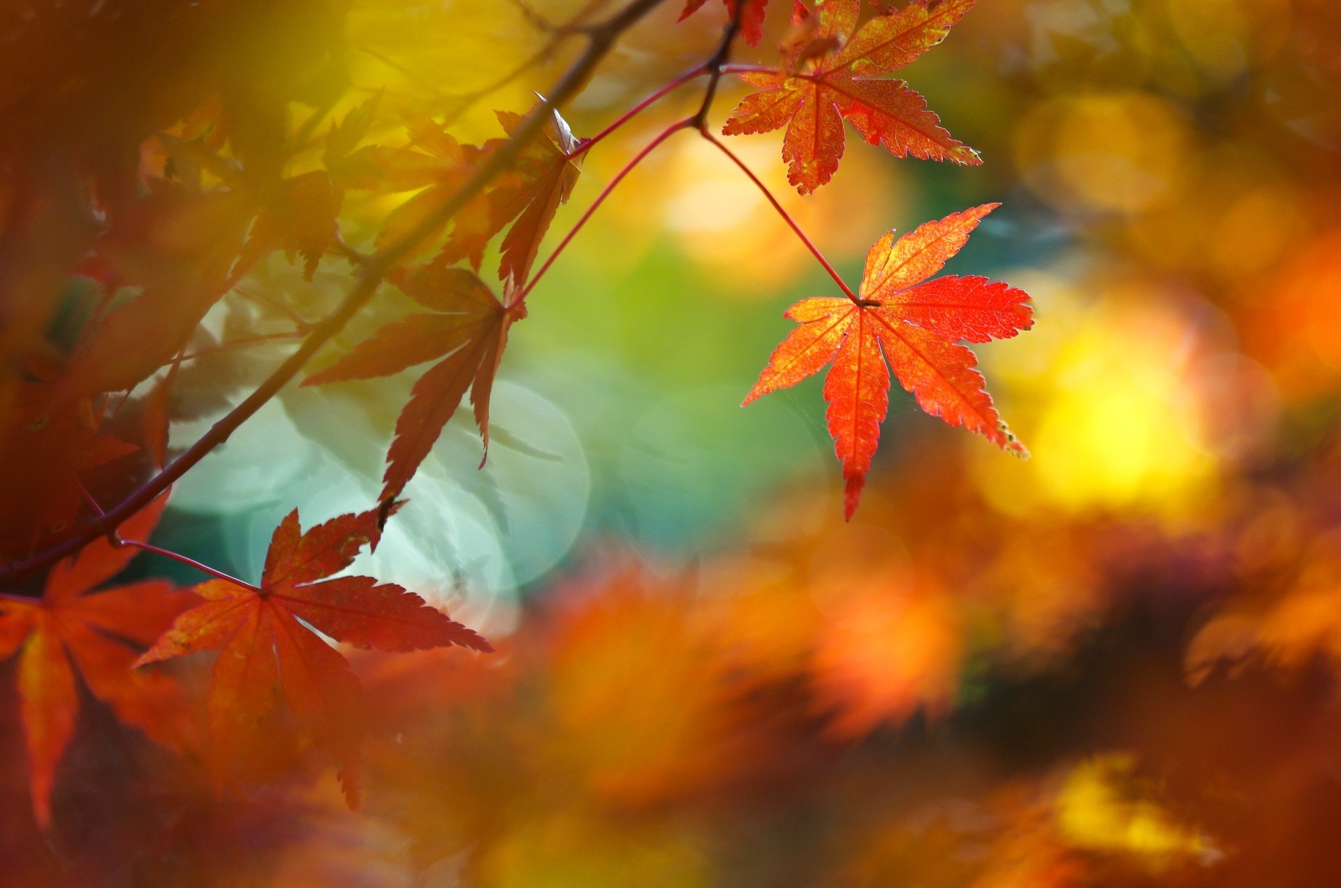 Vibrant maple leaves in fall colors against soft bokeh — a 2K Quad HD PC desktop wallpaper capturing nature's autumn leaf detail.