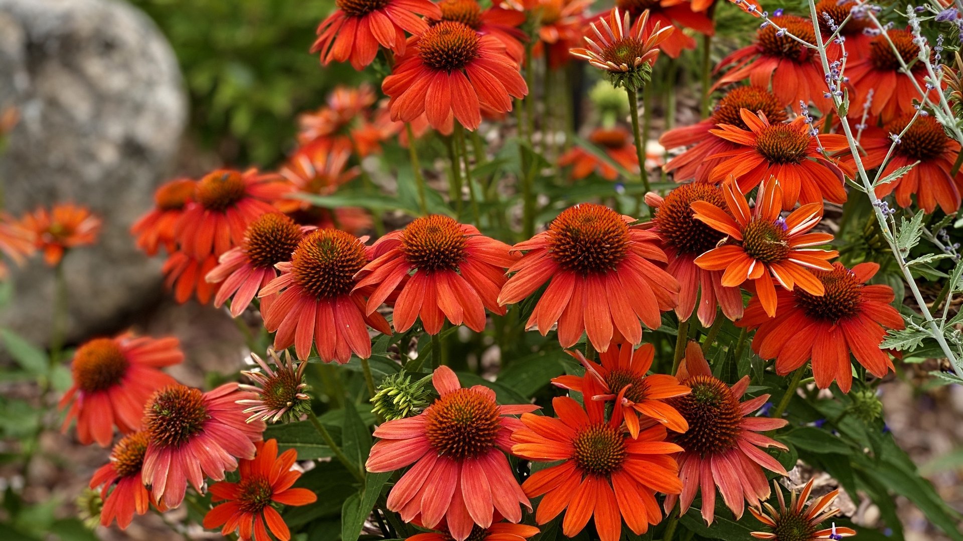 Echinacea 4k Ultra HD Wallpaper Background Image