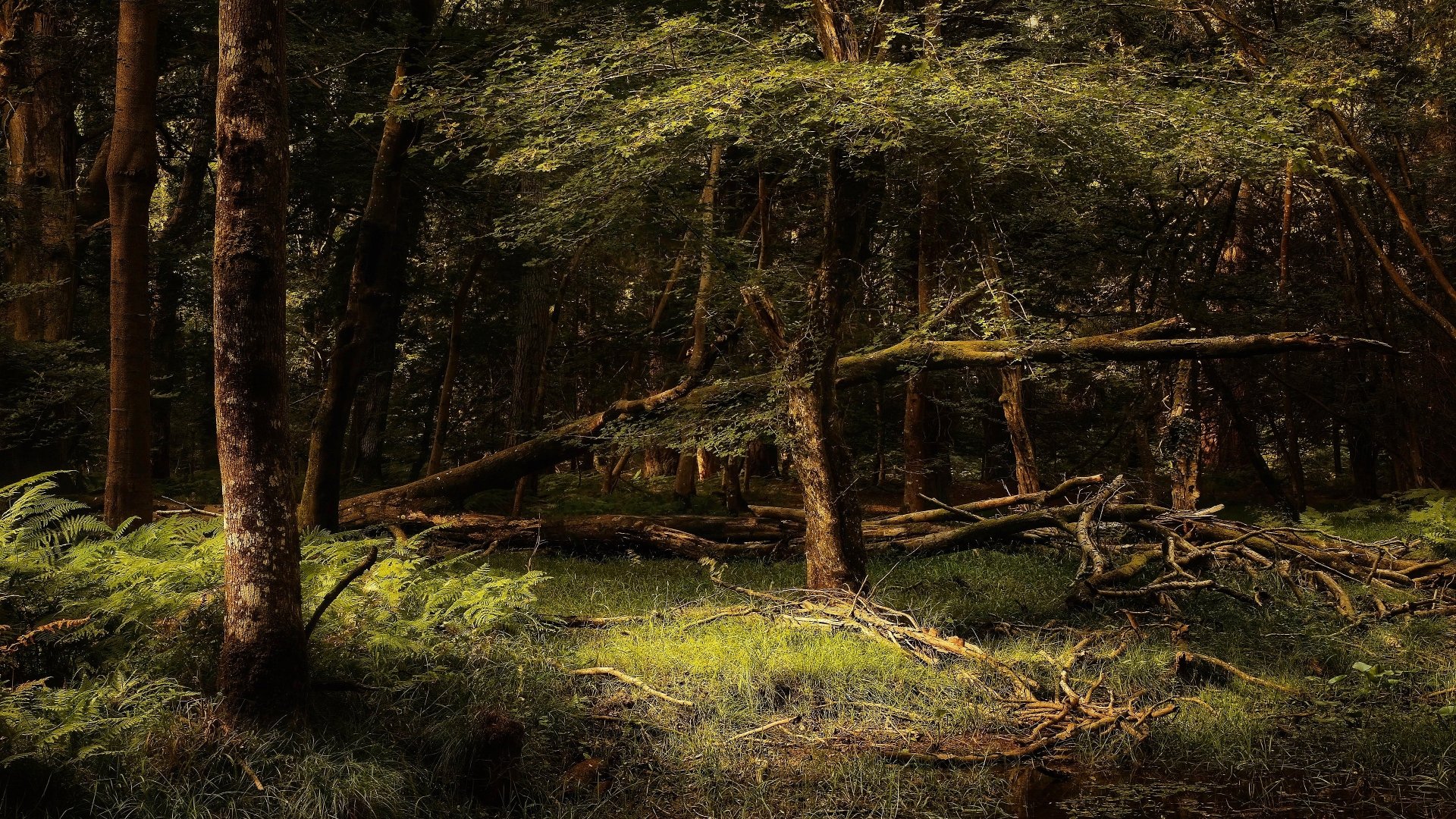 Download Fern Thicket Tree Branch Log Nature Forest 4k Ultra HD Wallpaper