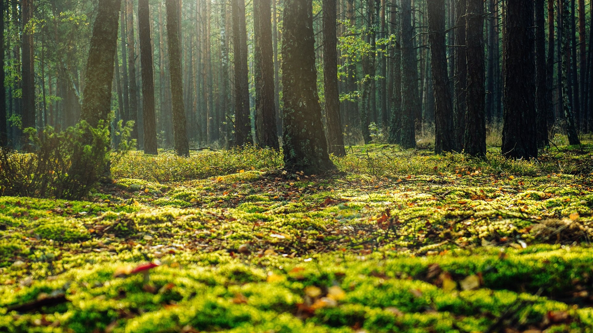 3840x2160 Moss Trees Forest 4k Wallpaper Hd Nature 4k Wallpapers | Porn