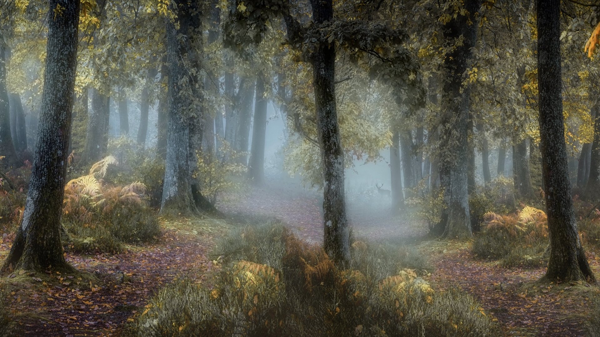 Download Nature Forest Fog 4k Ultra HD Wallpaper | 3840x2160 ...