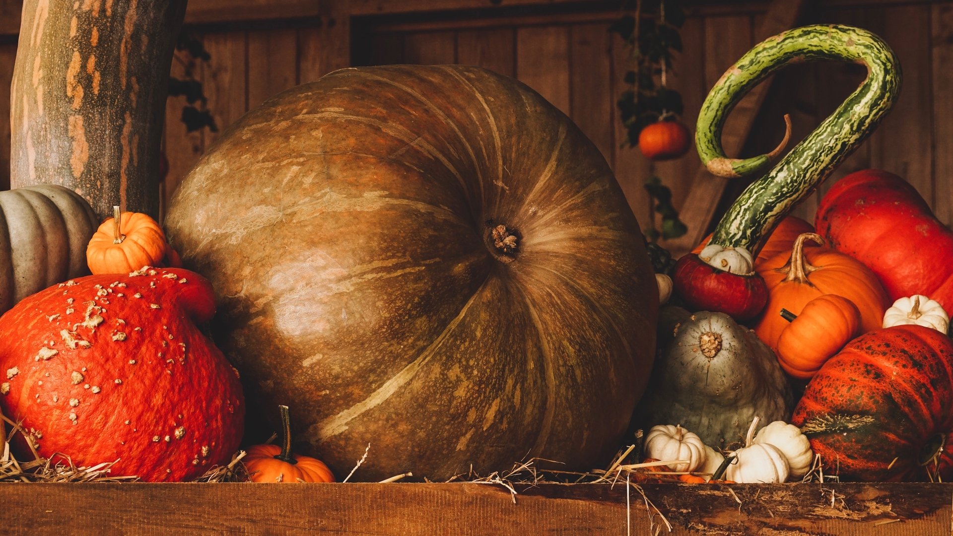 Download Food Pumpkin 4k Ultra HD Wallpaper