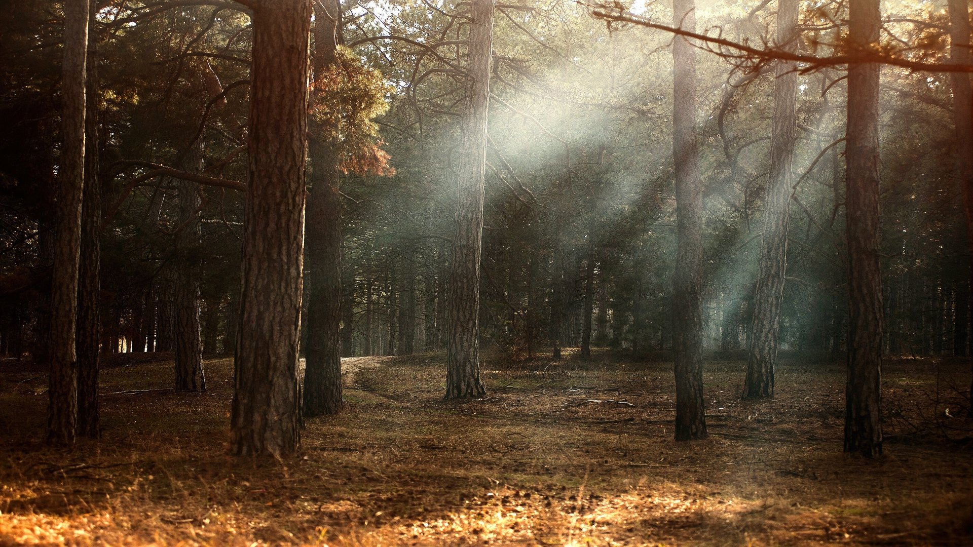 Download Pine Tree Fog Forest Fall Nature Sunbeam 4k Ultra HD Wallpaper ...