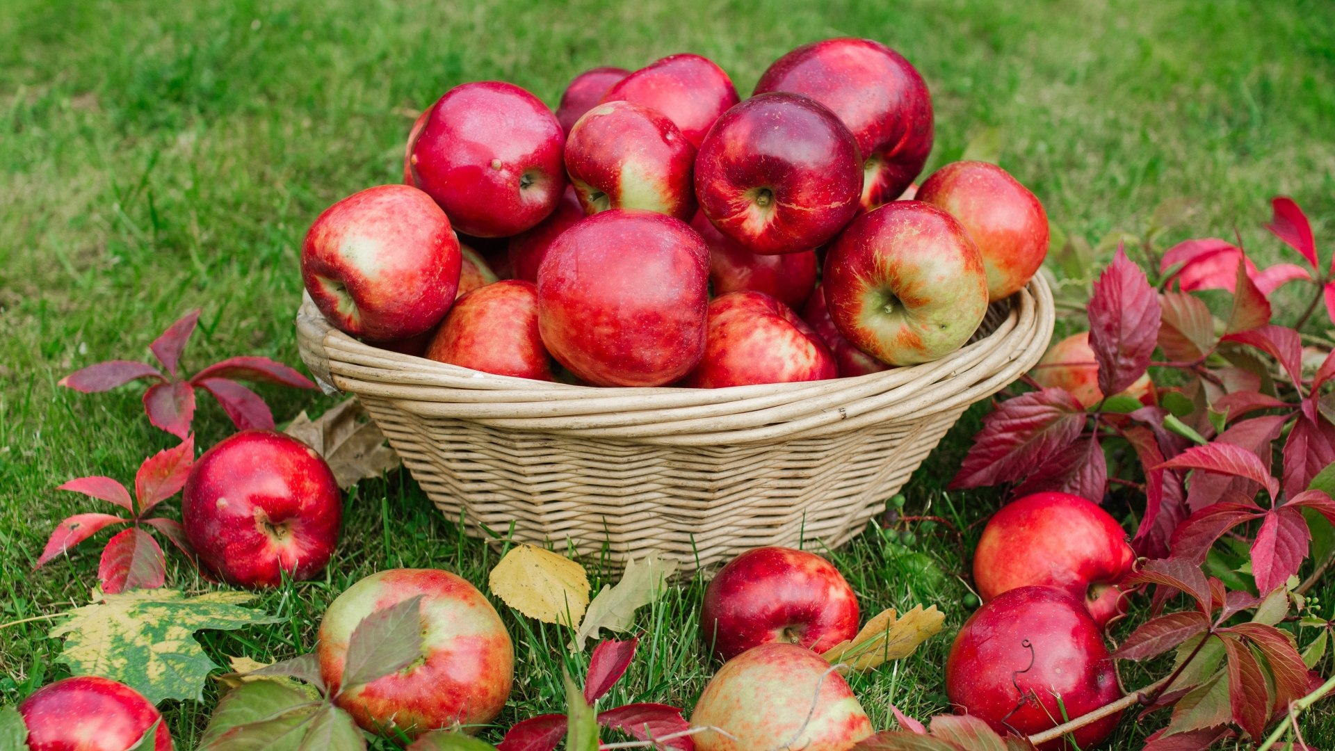 Download Fruit Food Apple 4k Ultra HD Wallpaper