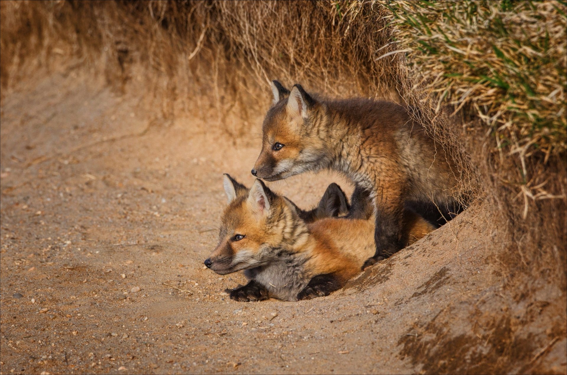 Three baby foxes peeking from a sandy den, rich warm fur detail — 2K Quad HD PC desktop wallpaper and background.