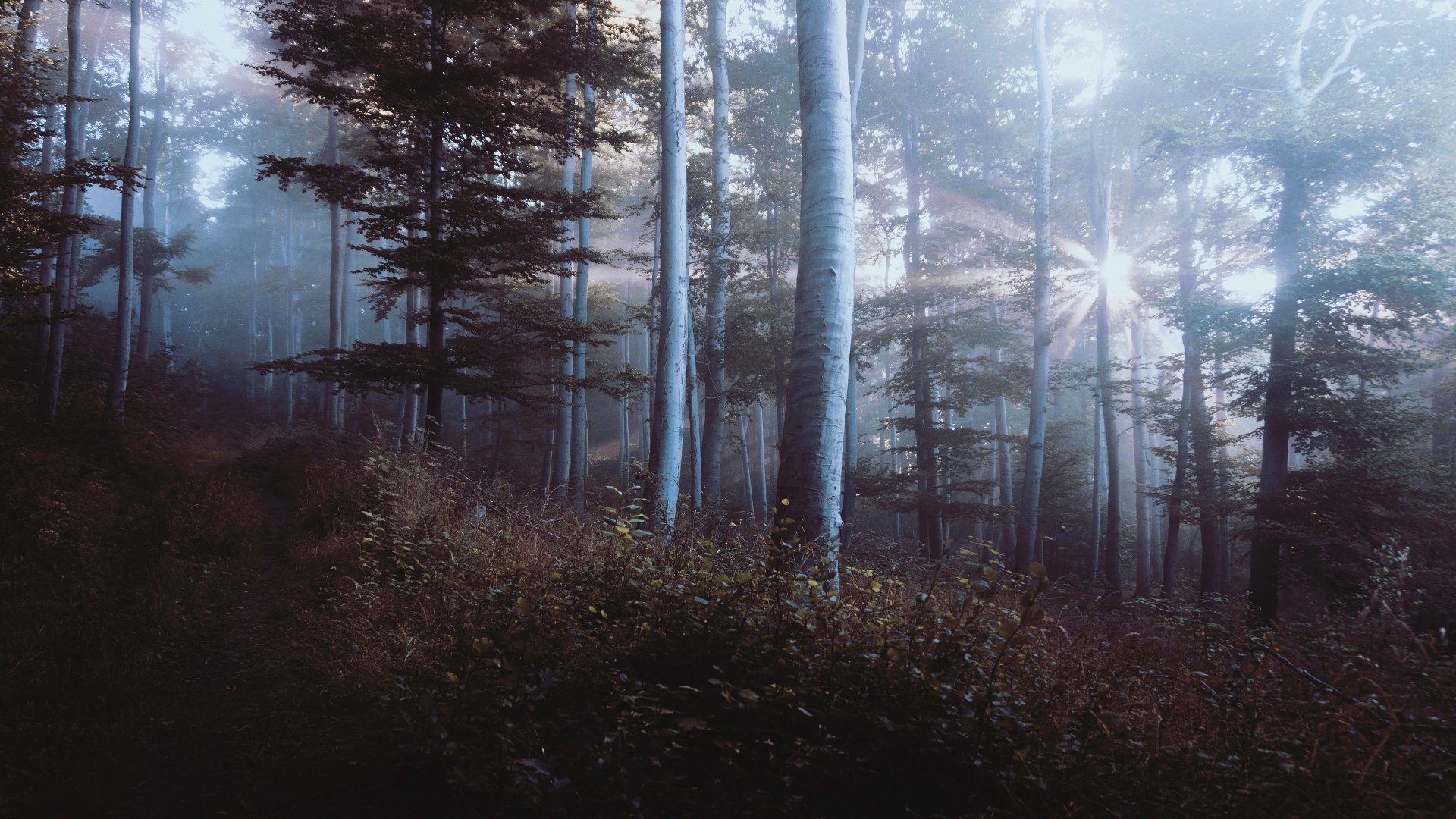 Download Path Pine Tree Fog Forest Nature Sunbeam 4k Ultra HD Wallpaper ...