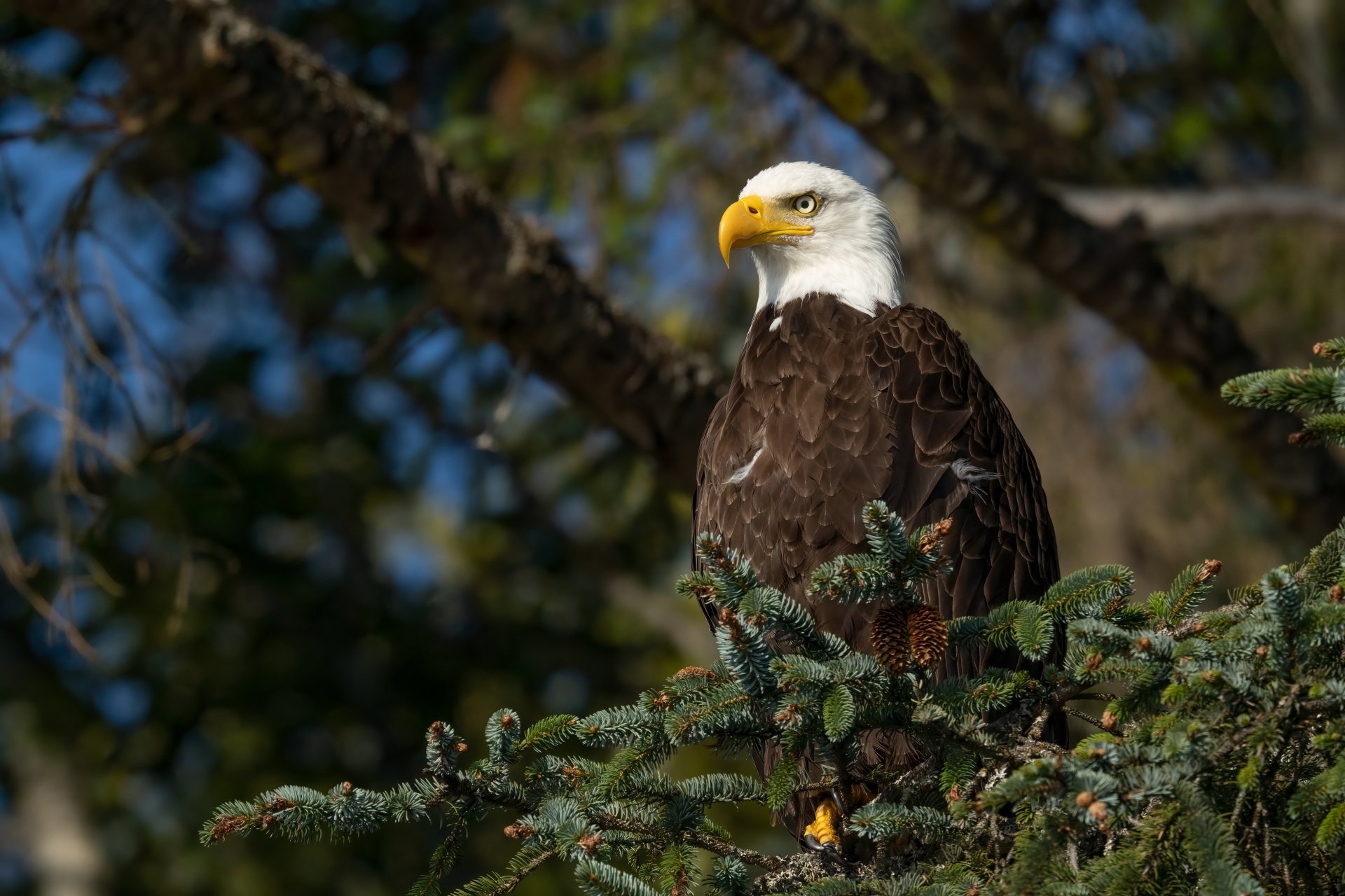 Download Bird Animal Bald Eagle 4k Ultra HD Wallpaper