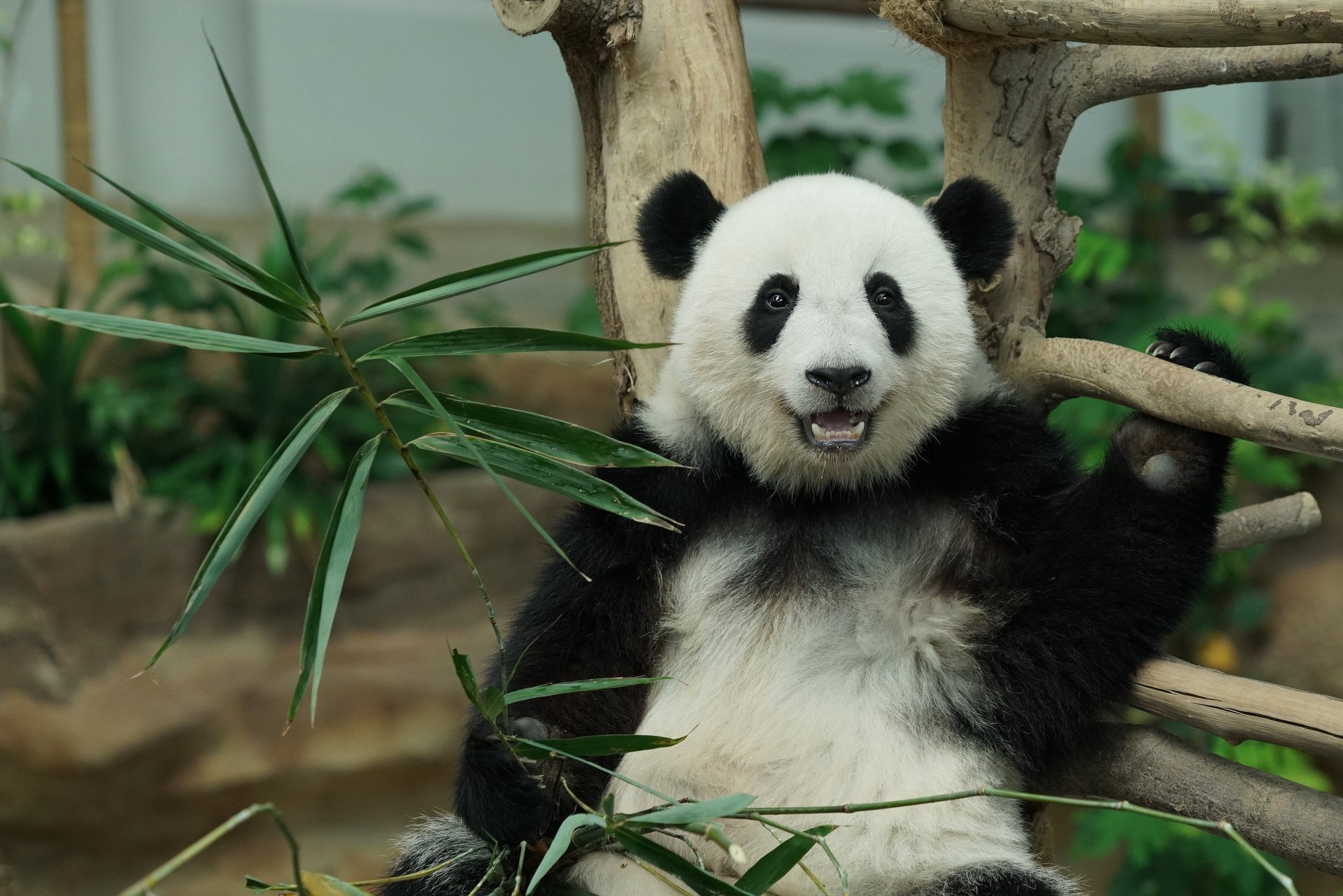 Download Animal Panda HD Wallpaper