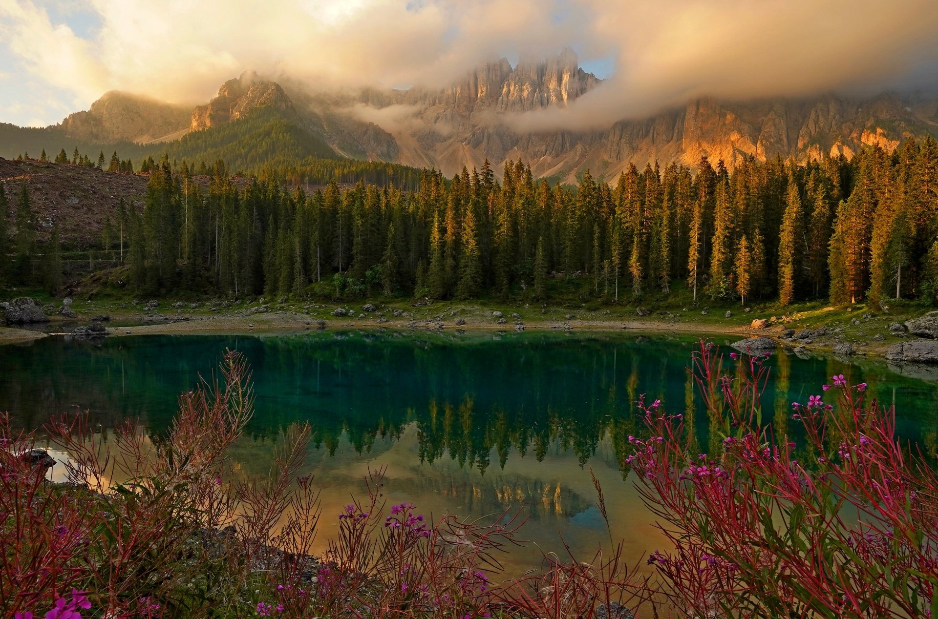 Download Cloud Fireweed Alps Lake Mountain Flower Forest Nature Reflection HD Wallpaper