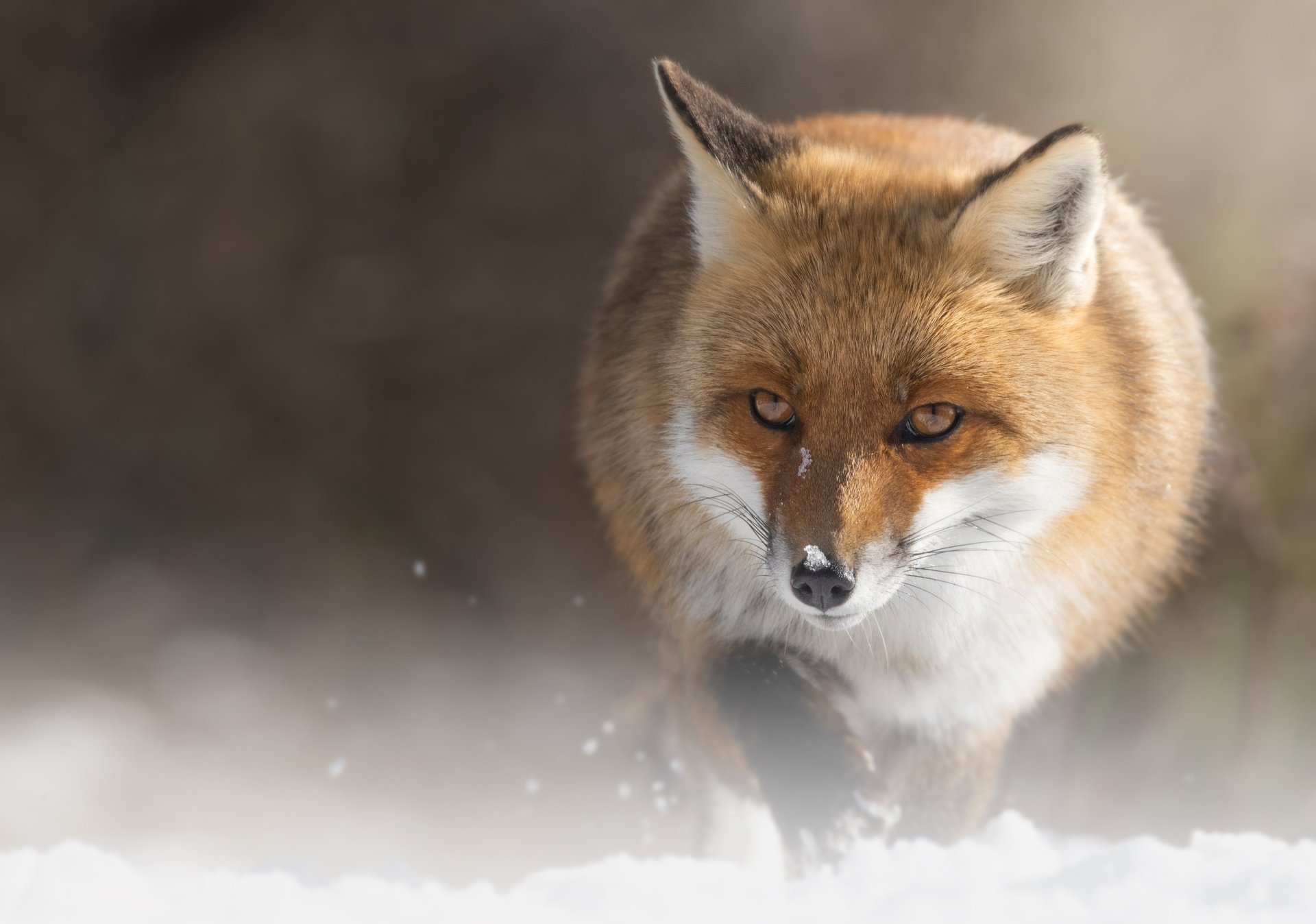 Animal Fox HD Wallpaper