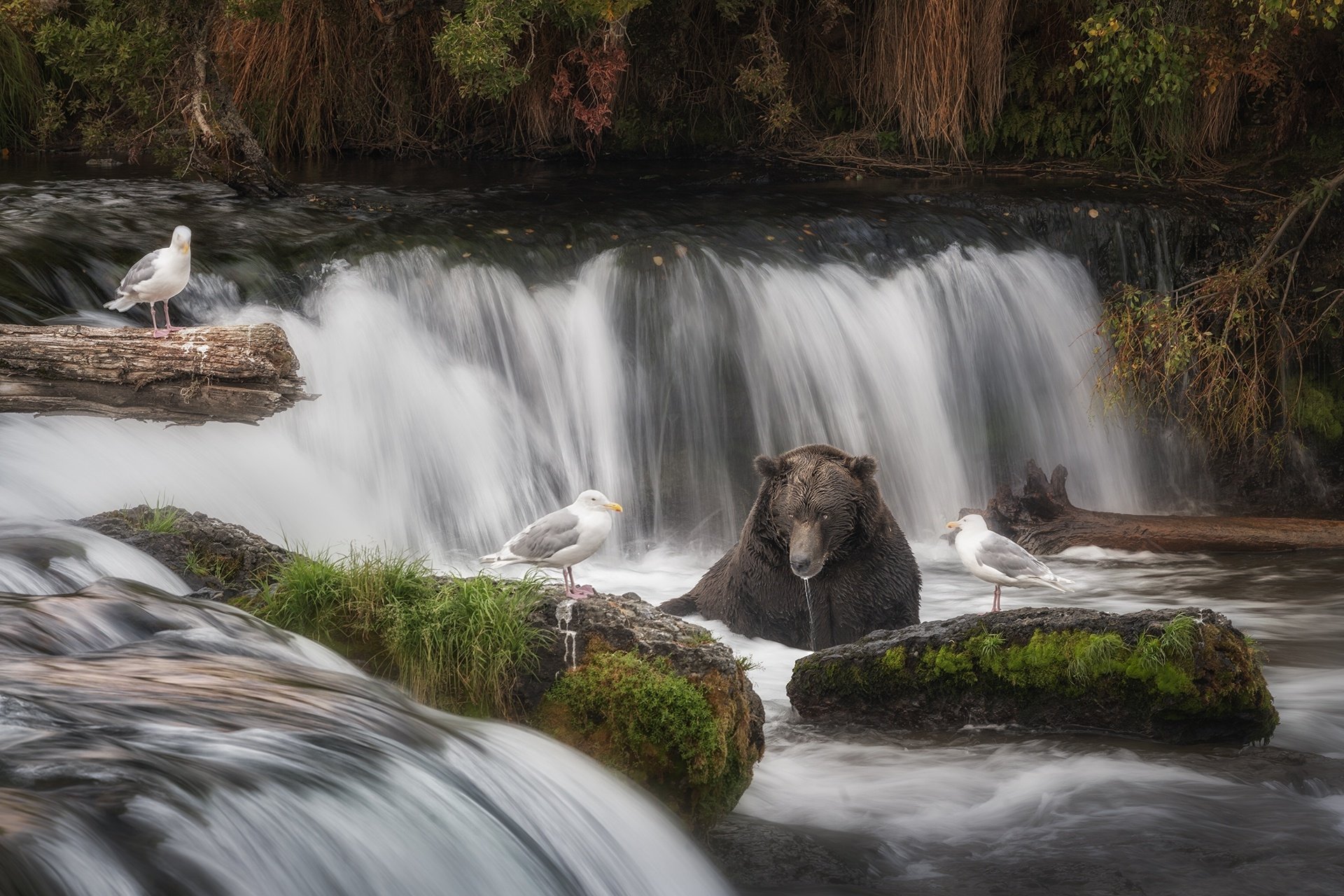 Download Seagull Bird Waterfall Animal Bear HD Wallpaper