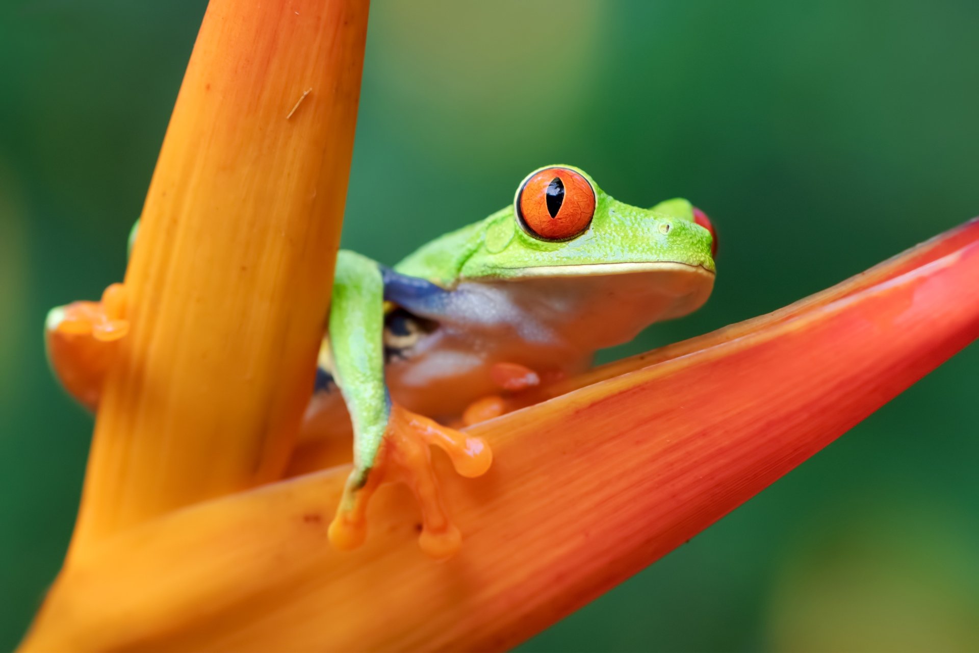 Download Amphibian Frog Red-eyed Tree Frog Animal HD Wallpaper