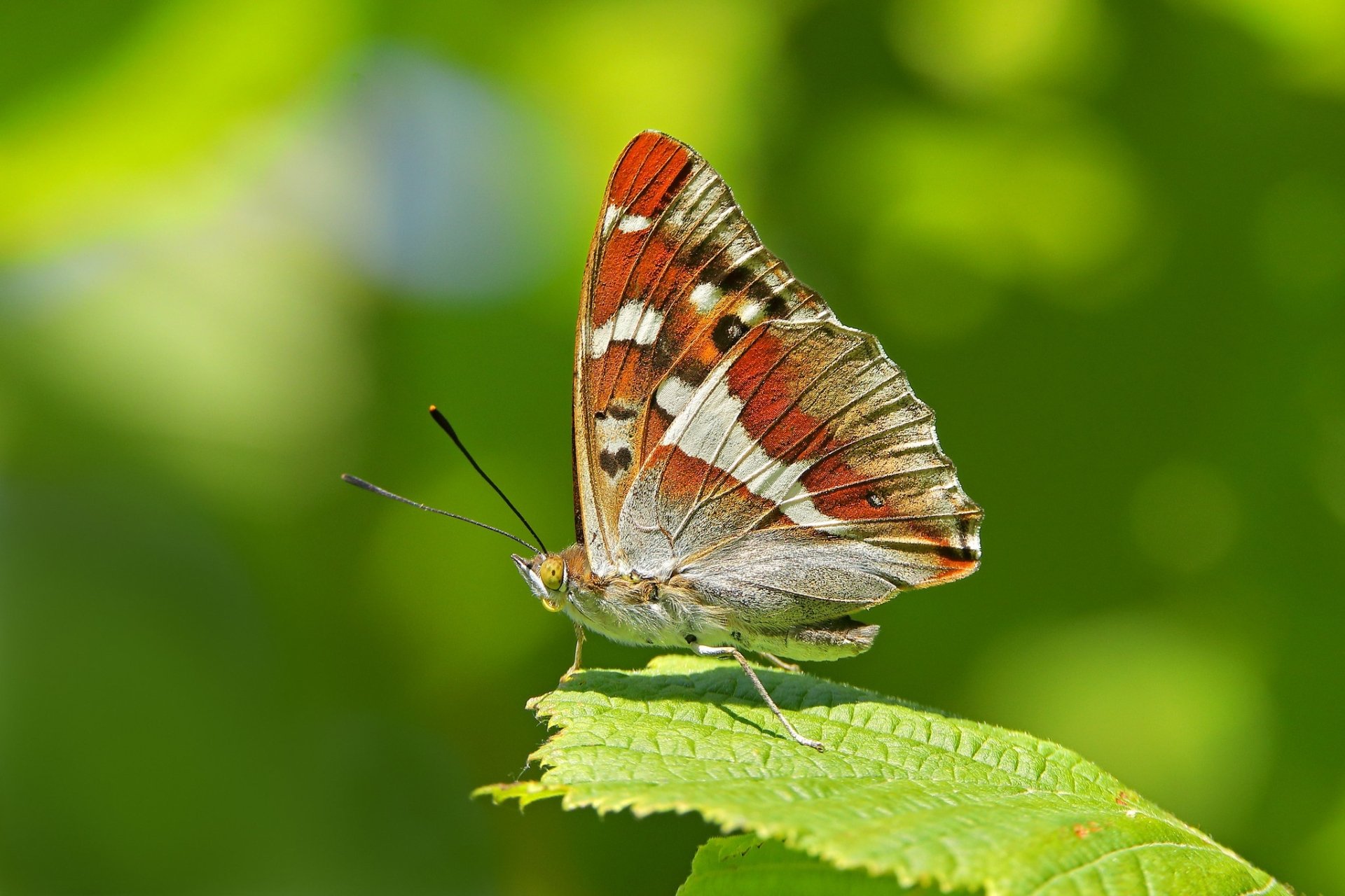 HD PC desktop wallpaper: macro photo of a colorful butterfly (insect, animal) perched on a green leaf with blurred foliage background.