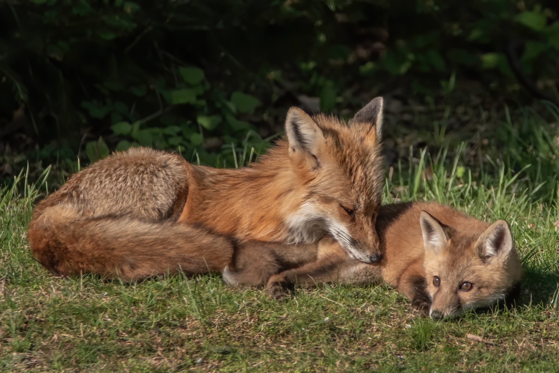 Download Cub Animal Fox HD Wallpaper