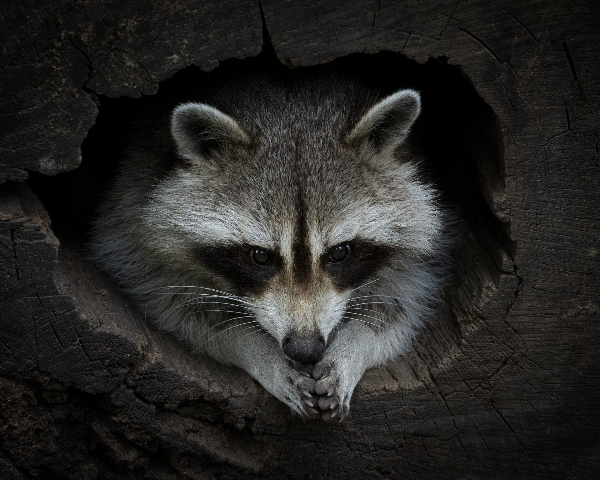 Download Animal Raccoon HD Wallpaper