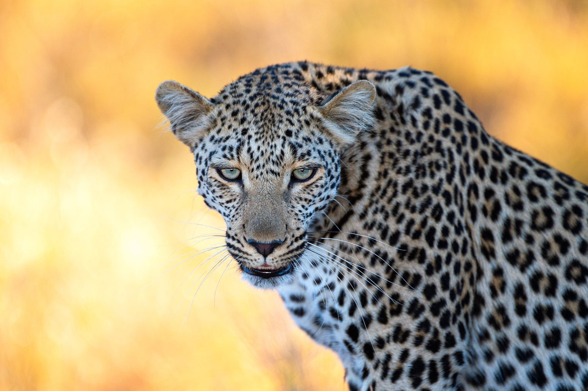Leopar HD Duvar kağıdı Arka plan 2000x1331 ID1097697 Wallpaper