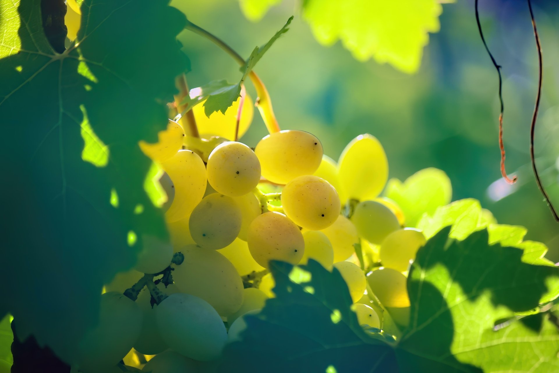 A close-up of ripe yellow-green grapes hanging on a vine, captured in vibrant 4K Ultra HD, making a bright and fresh food-themed desktop wallpaper background.