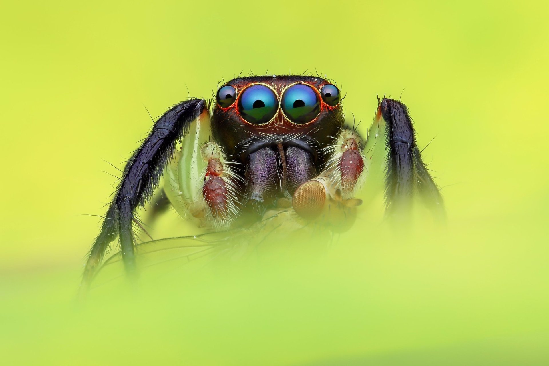 Download Spider Macro Animal Jumping Spider HD Wallpaper | 2048x1365 ...