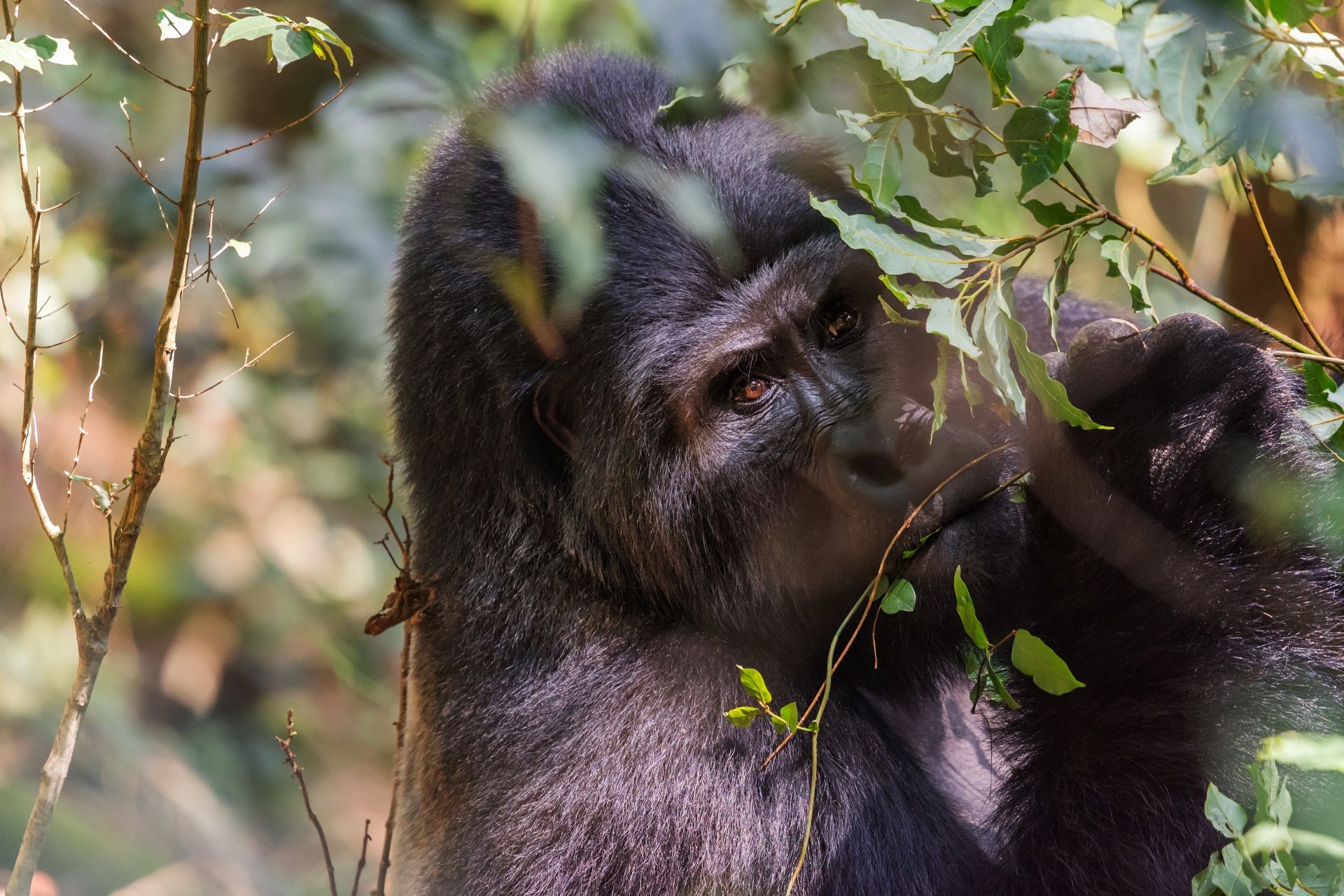 Download Primate Animal Gorilla 4k Ultra HD Wallpaper