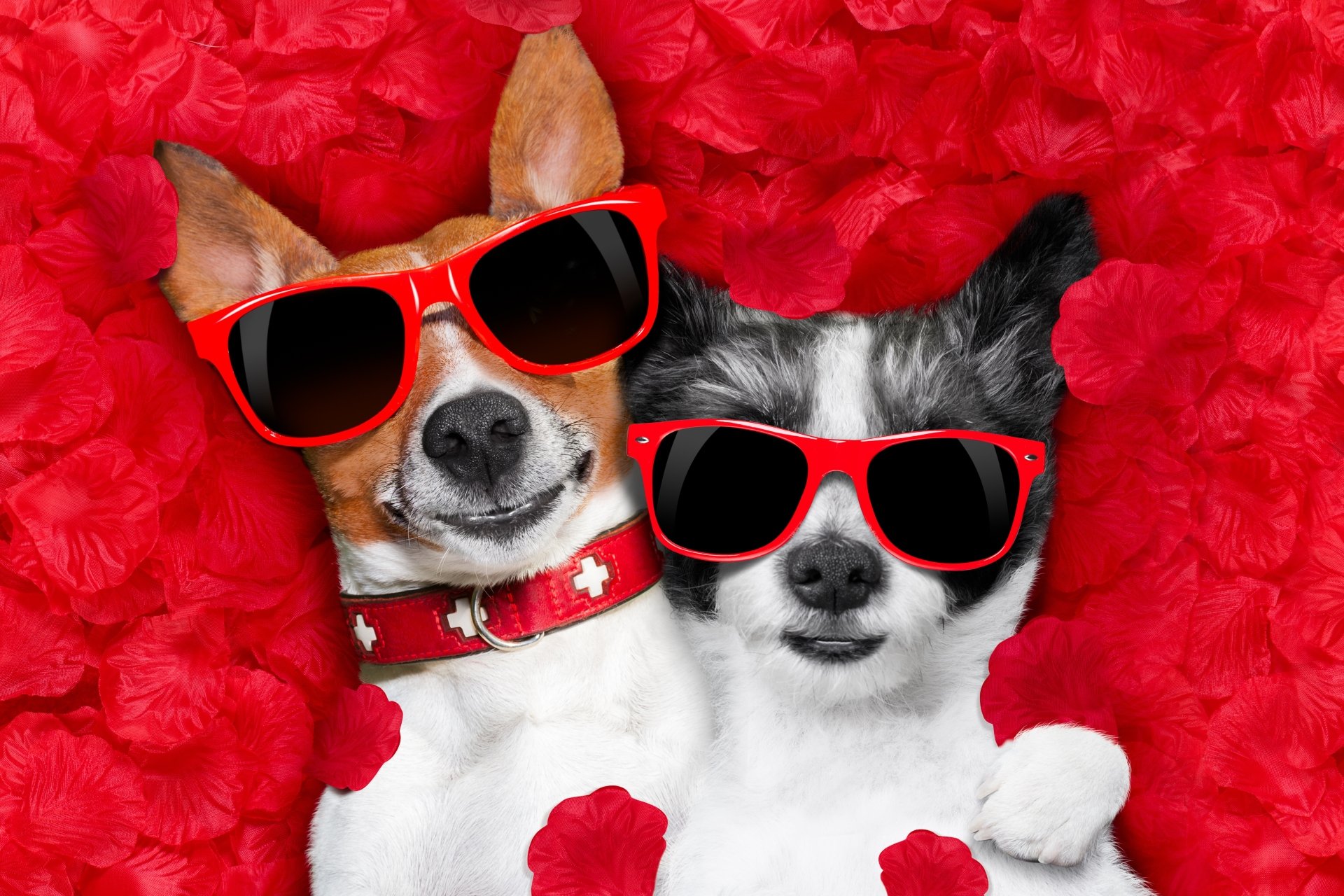Download Petal Sunglasses Animal Dog 4k Ultra HD Wallpaper