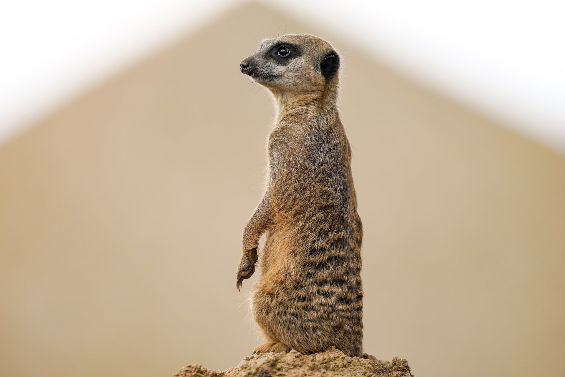 Download Animal Meerkat 8k Ultra HD Wallpaper