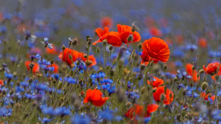 cornflower poppy nature flower HD Desktop Wallpaper | Background Image
