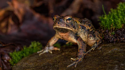  Fowler's toad by Kathy Macpherson Baca