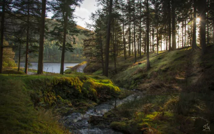forest vegetation stream nature landscape HD Desktop Wallpaper | Background Image
