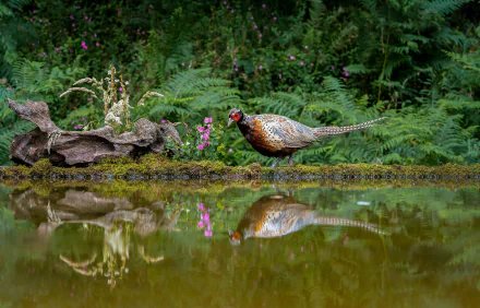 pond bird reflection Animal pheasant HD Desktop Wallpaper | Background Image