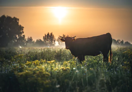 pasture dawn sky Animal cow HD Desktop Wallpaper | Background Image