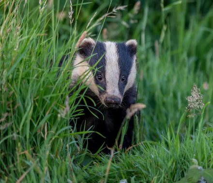 Badger peeking through tall green grass — animal close-up composed as a 2K Quad HD PC desktop wallpaper and background.