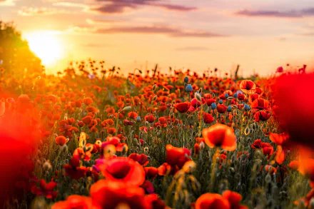 4K Ultra HD PC desktop wallpaper: summer field of red poppy flowers in nature at sunset, glowing warm sky.