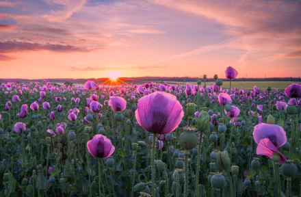 HD PC desktop wallpaper: summer field of purple poppies bathing in warm sunset light, a tranquil nature scene stretching to the horizon.