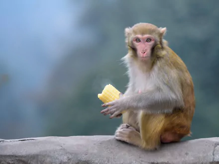 rhesus macaque primate monkey Animal macaque HD Desktop Wallpaper | Background Image