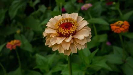 zinnia nature flower HD Desktop Wallpaper | Background Image
