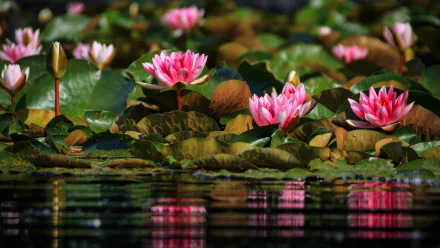 nature water lily HD Desktop Wallpaper | Background Image