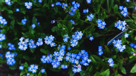 Close-up of blue forget-me-not flowers amid green foliage — a nature scene in 4K Ultra HD PC desktop wallpaper and background.