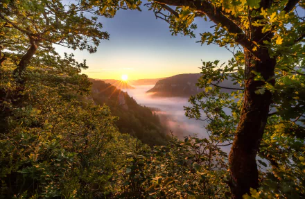 oak Germany morning dawn fog mountain nature sunrise HD Desktop Wallpaper | Background Image