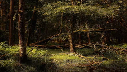 fern thicket tree branch log nature forest HD Desktop Wallpaper | Background Image